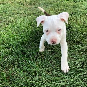 Meet your Posher, Sydney